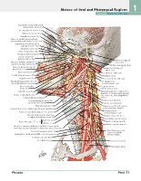 Frank H. Netter, MD - Atlas of Human Anatomy (6th ed ) 2014, page 88